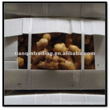 fresh ginger in carton